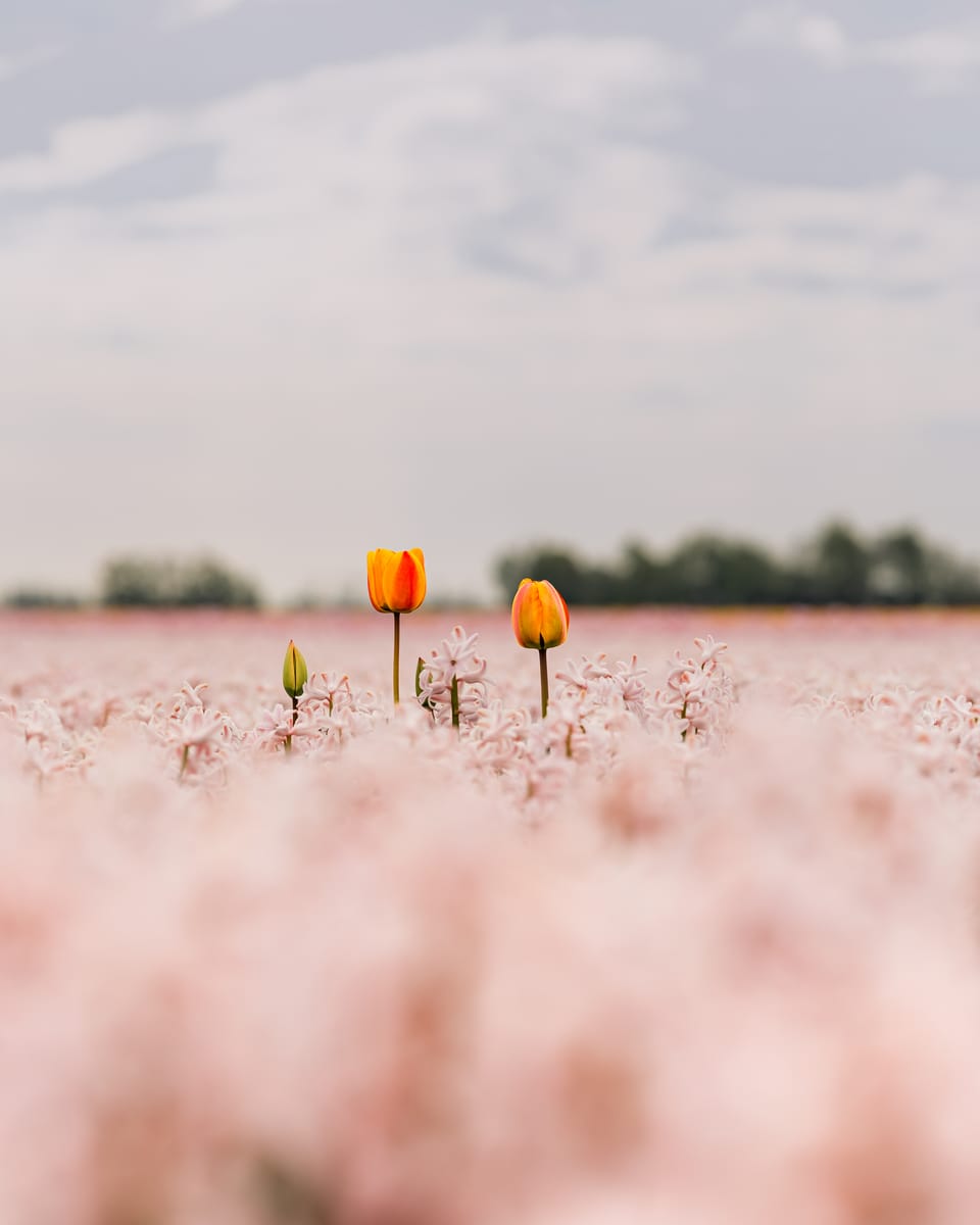 Two orange tulips rising above a soft pink sea of hyacinths.