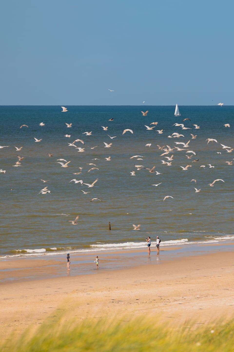A flock of birds scattering over a wide beach as walkers pass in the distance.