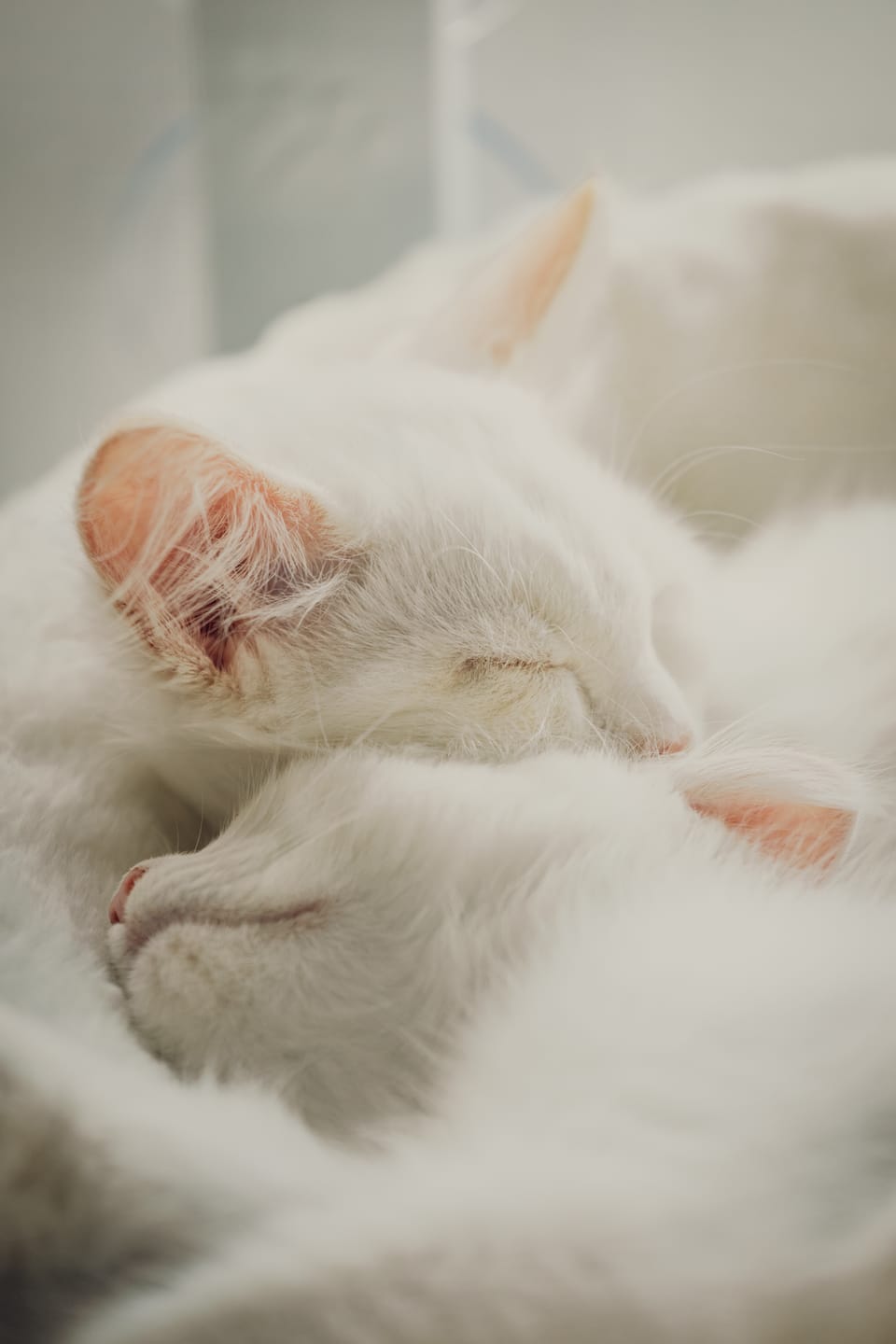 Two white cats curled up and sleeping together in soft light.
